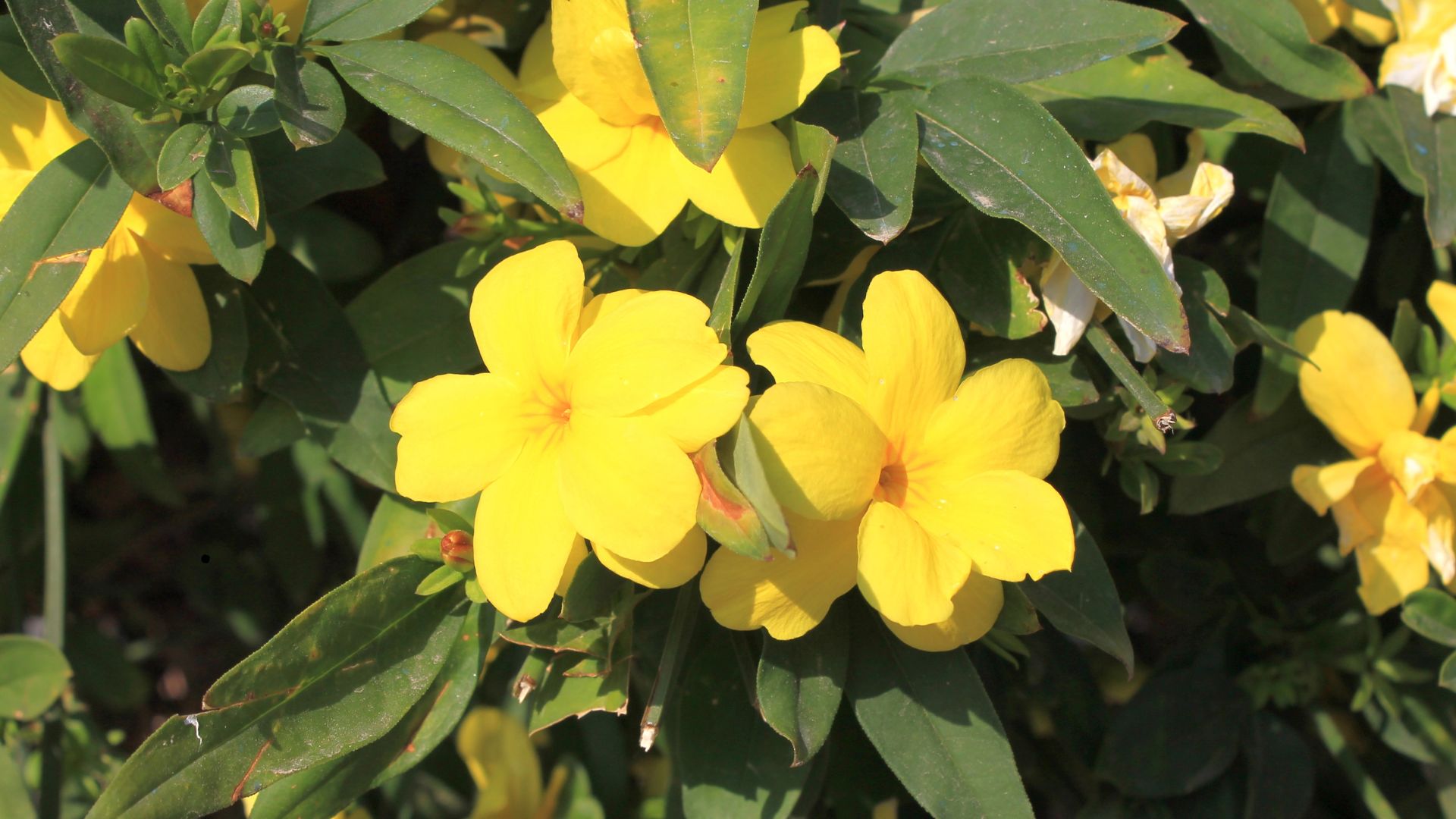 Yellow Jessamine (Gelsemium sempervirens) 